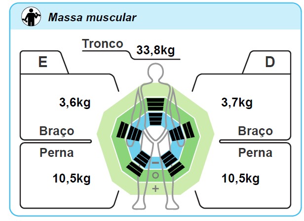 Distribuição de massa muscular por segmento — tronco, braços e pernas
